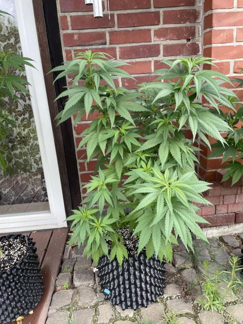 Summer Paradise Outdoor Grow Germany. Week 10 - 20260719, CBDelight, Day 74