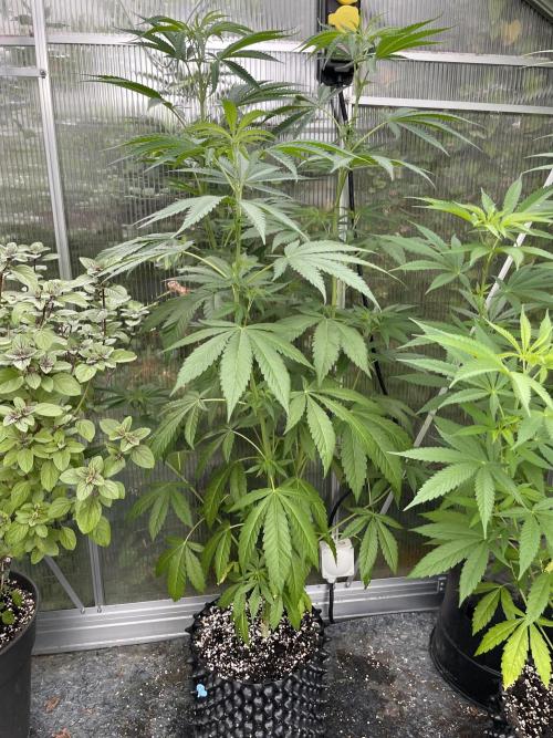 Summer Paradise Outdoor Grow Germany. Week 10 - 20260719, Runtz Carlton, Day 74
