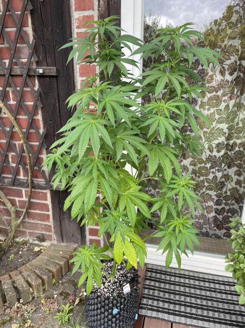 Summer Paradise Outdoor Grow Germany. Week 10 - 20260719, Mellowz, Day 74