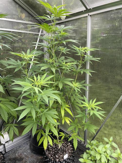 Summer Paradise Outdoor Grow Germany. Week 10 - 20260719, Tropical Fruit Cake, Day 74