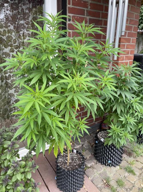 Summer Paradise Outdoor Grow Germany. Week 11 - 20260726, Mendocino Skunk, Day 81