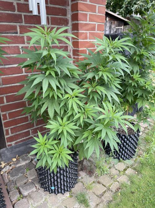 Summer Paradise Outdoor Grow Germany. Week 11 - 20260726, CBDRelax, Day 81