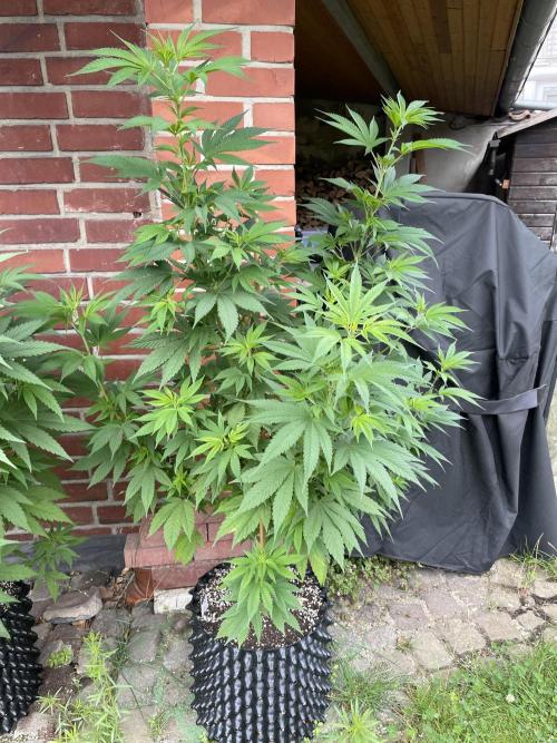 Summer Paradise Outdoor Grow Germany. Week 11 - 20260726, CBDelight, Day 81