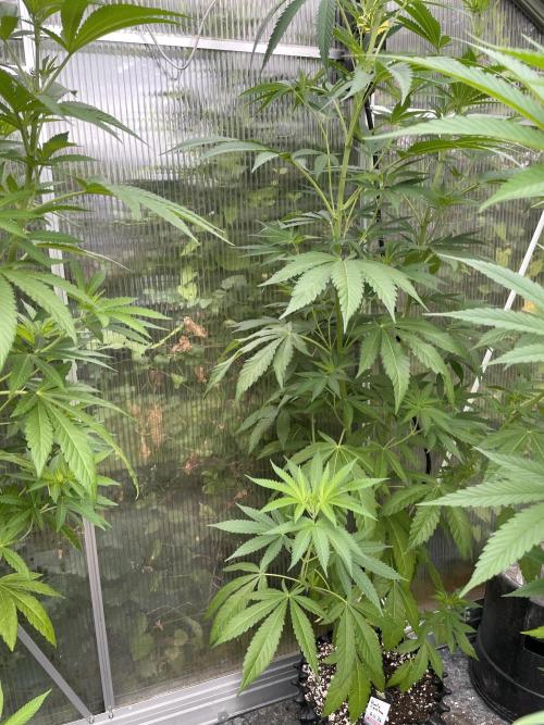Summer Paradise Outdoor Grow Germany. Week 11 - 20260726, Runtz Carlton, Day 81