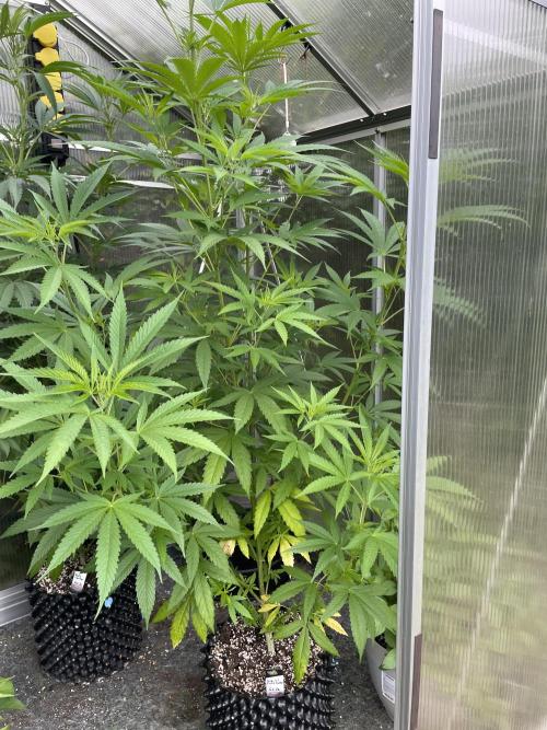 Summer Paradise Outdoor Grow Germany. Week 11 - 20260726, Tropical Fruit Cake, Day 81