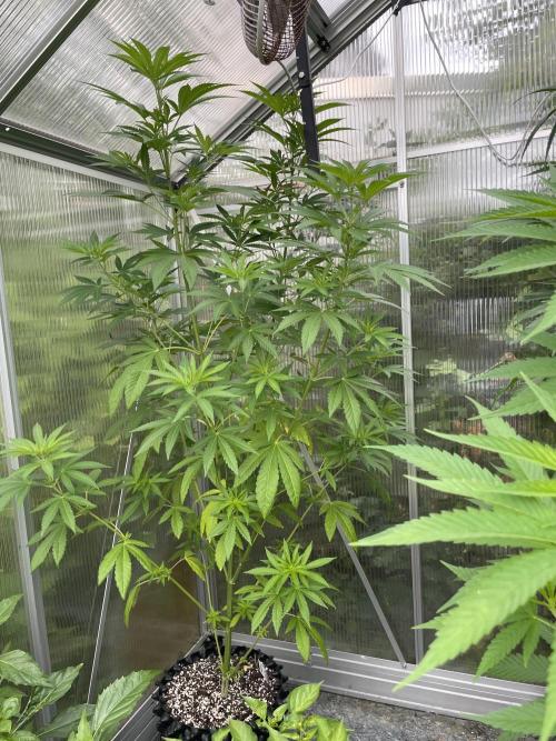 Summer Paradise Outdoor Grow Germany. Week 11 - 20260726, Mellowz, Day 81