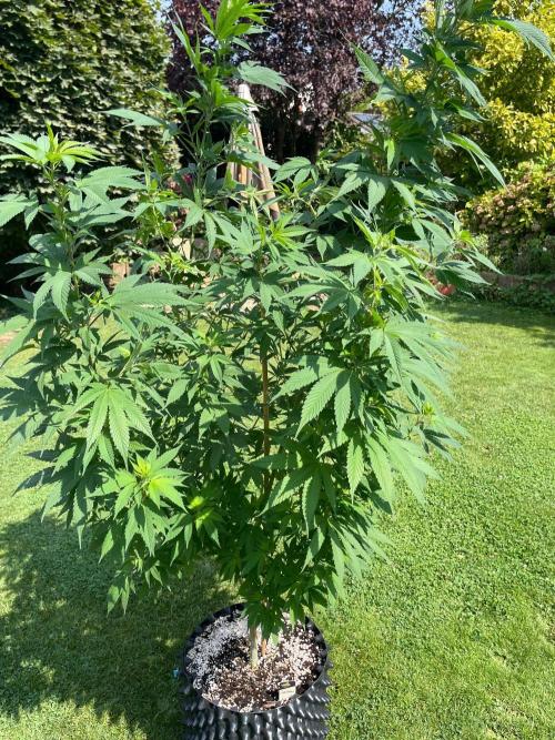 Summer Paradise Outdoor Grow Germany. Week 14 - 20260816, CBDelight, Day 102