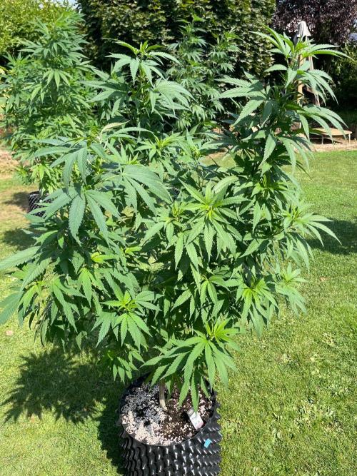 Summer Paradise Outdoor Grow Germany. Week 14 - 20260816, CBDRelax, Day 102