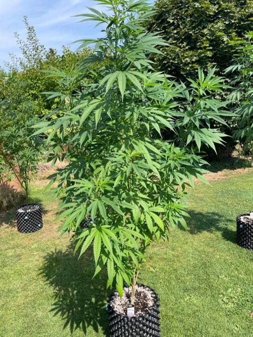 Summer Paradise Outdoor Grow Germany. Week 14 - 20260816, Tropical Fruit Cake, Day 102