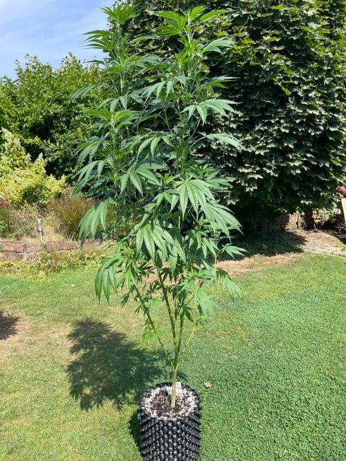 Summer Paradise Outdoor Grow Germany. Week 14 - 20260816, Runtz Carlton, Day 102