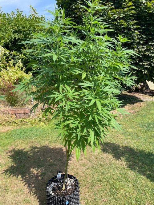 Summer Paradise Outdoor Grow Germany. Week 14 - 20260816, Mendocino Skunk, Day 102