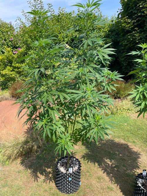 Summer Paradise Outdoor Grow Germany. Week 14 - 20260816, Mellowz, Day 102