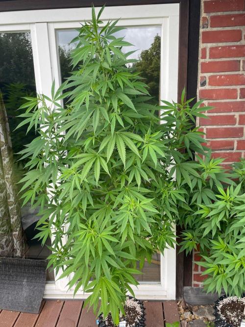 Summer Paradise Outdoor Grow Germany. Week 15 - 20260823, Tropical Fruit Cake, Day 109