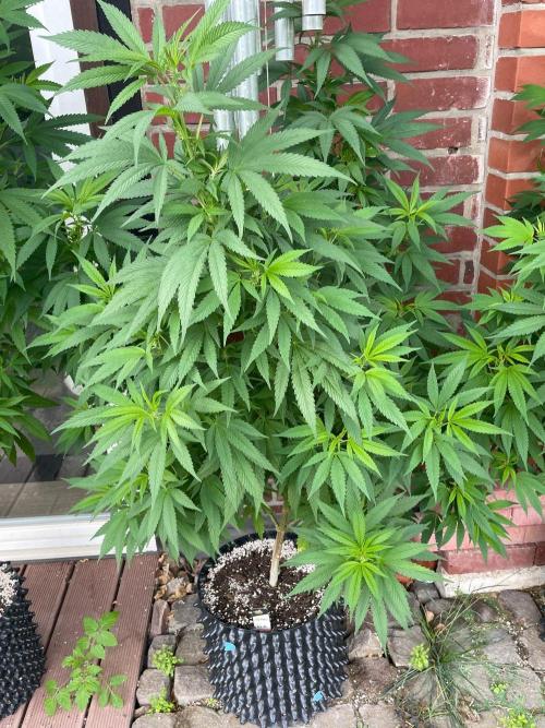 Summer Paradise Outdoor Grow Germany. Week 15 - 20260823, CBDRelax, Day 109