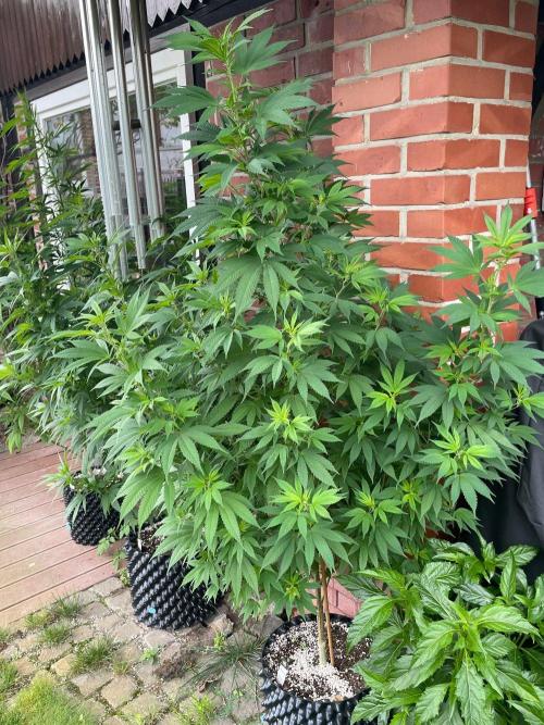 Summer Paradise Outdoor Grow Germany. Week 15 - 20260823, CBDelight, Day 109