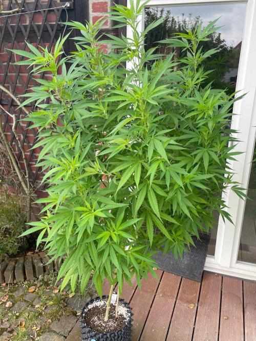 Summer Paradise Outdoor Grow Germany. Week 15 - 20260823, Mendocino Skunk, Day 109