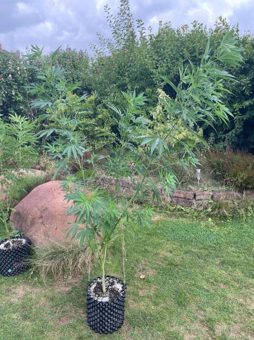 Summer Paradise Outdoor Grow Germany. Week 15 - 20260823, Runtz Carlton, Day 109