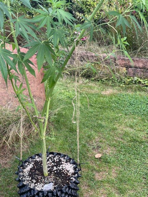 Summer Paradise Outdoor Grow Germany. Week 15 - 20260823, Runtz Carlton, Day 109