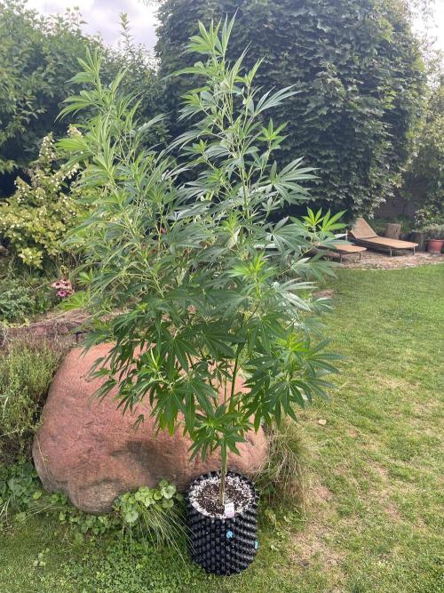 Summer Paradise Outdoor Grow Germany. Week 15 - 20260823, Mellowz, Day 109