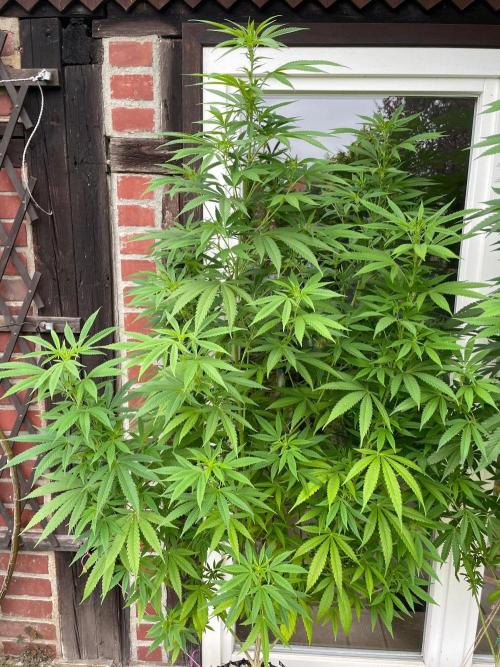 Summer Paradise Outdoor Grow Germany. Week 16 - 20260830, Tropical Fruit Cake, Flower Day 11