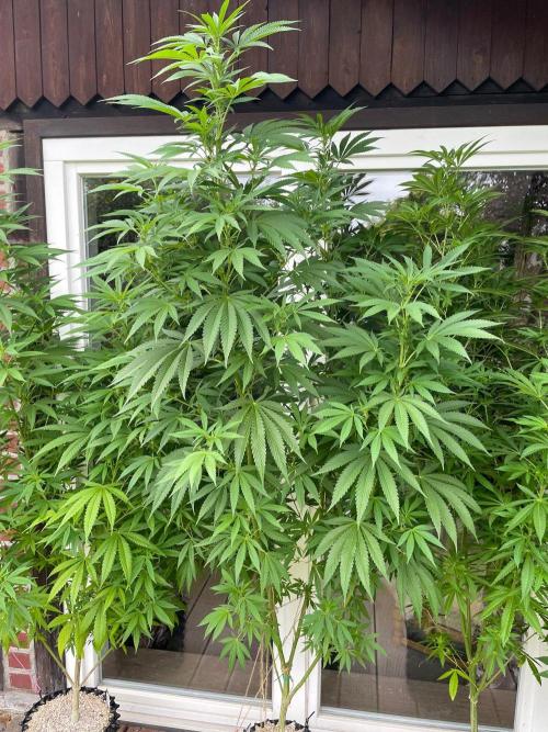 Summer Paradise Outdoor Grow Germany. Week 16 - 20260830, Runtz Carlton, Flower Day 11