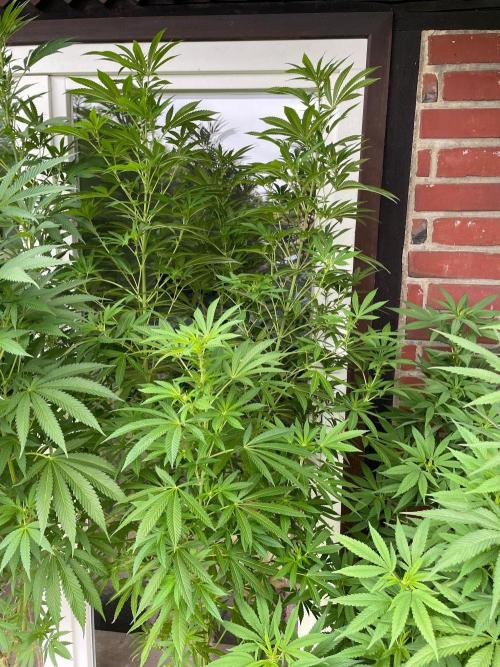 Summer Paradise Outdoor Grow Germany. Week 16 - 20260830, Mellowz, Flower Day 11