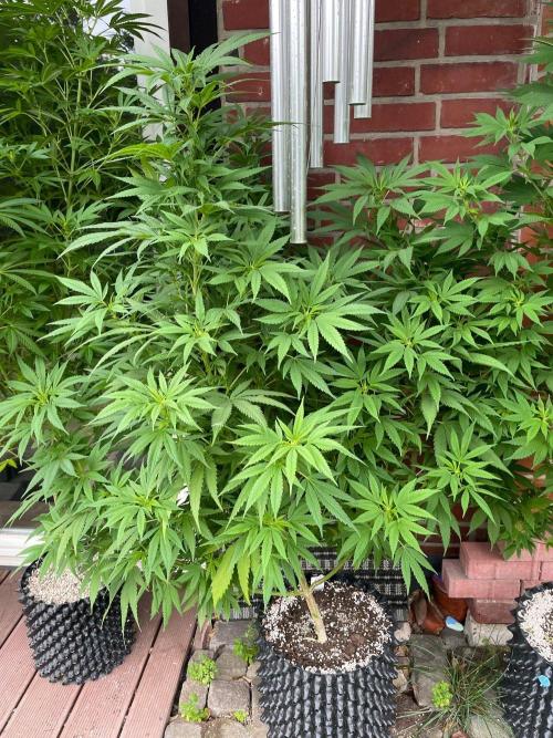 Summer Paradise Outdoor Grow Germany. Week 16 - 20260830, CBDRelax, Flower Day 11