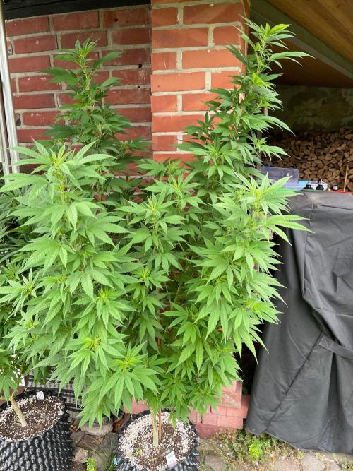 Summer Paradise Outdoor Grow Germany. Week 16 - 20260830, CBDelight, Flower Day 11