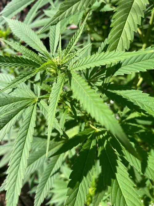 Summer Paradise Outdoor Grow Germany. Week 17 - 20260906, Tropical Fruit Cake, Flower Date 18