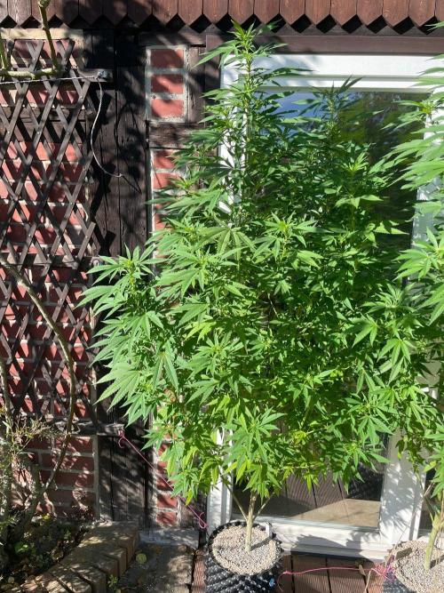 Summer Paradise Outdoor Grow Germany. Week 17 - 20260906, Tropical Fruit Cake, Flower Date 18
