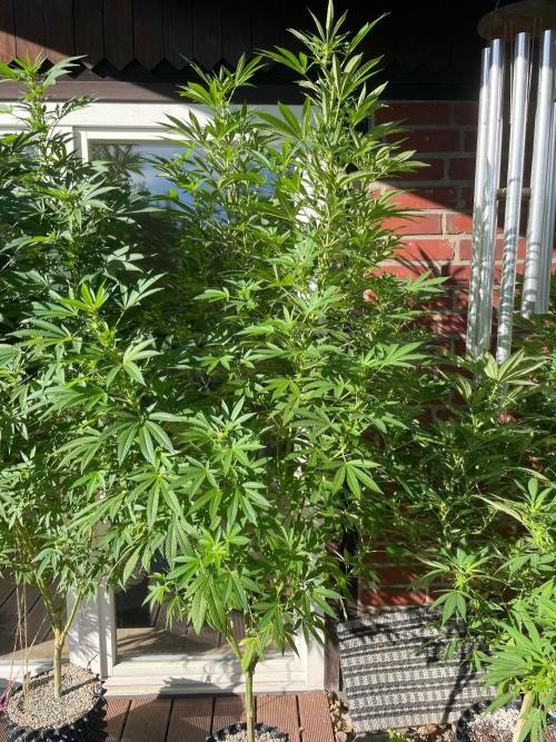 Summer Paradise Outdoor Grow Germany. Week 17 - 20260906, Mellowz, Flower Date 18