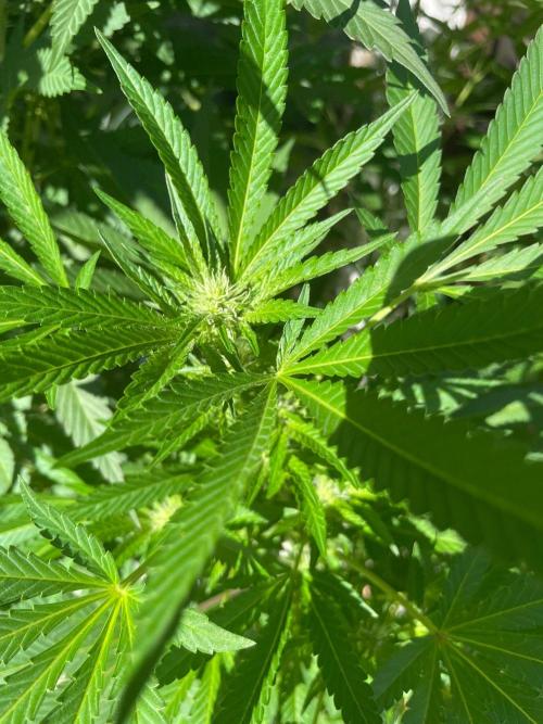 Summer Paradise Outdoor Grow Germany. Week 17 - 20260906, Mellowz, Flower Date 18
