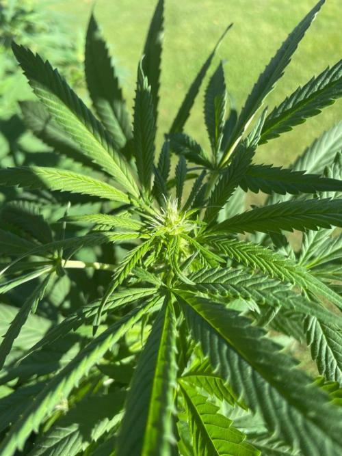 Summer Paradise Outdoor Grow Germany. Week 17 - 20260906, CBDRelax, Flower Date 18