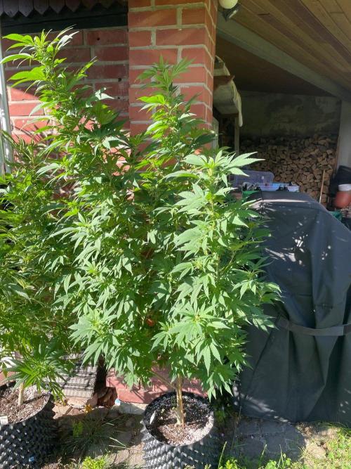 Summer Paradise Outdoor Grow Germany. Week 17 - 20260906, CBDelight, Flower Date 18