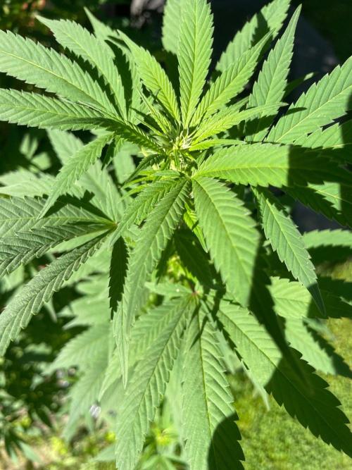 Summer Paradise Outdoor Grow Germany. Week 17 - 20260906, CBDelight, Flower Date 18