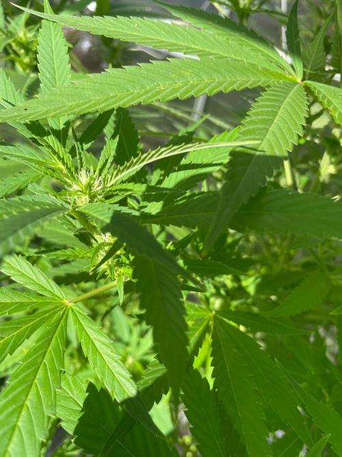 Summer Paradise Outdoor Grow Germany. Week 17 - 20260906, Mendocino Skunk, Flower Date 18