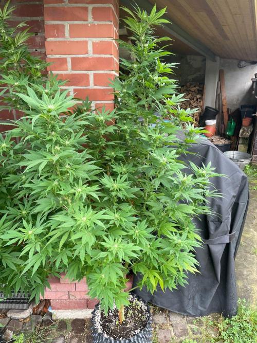 Summer Paradise Outdoor Grow Germany. Week 18 - 20260913, CBDelight, Flower Day 25