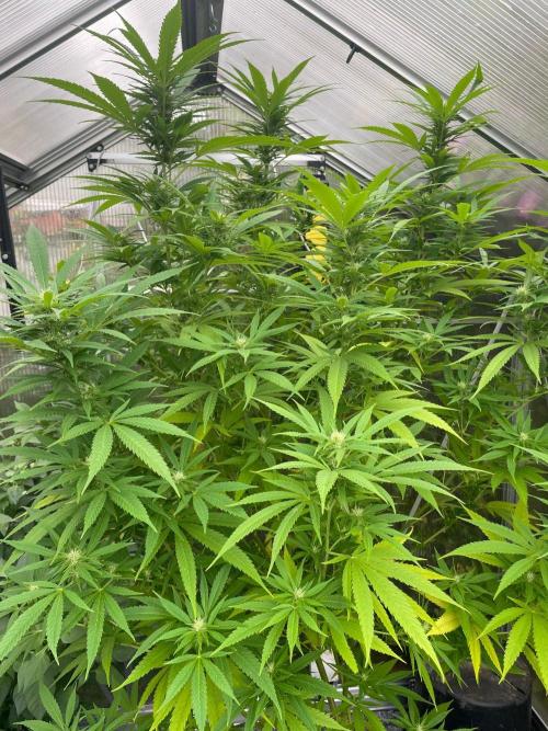 Summer Paradise Outdoor Grow Germany. Week 18 - 20260913; Mendocino Skunk, Flower Day 25