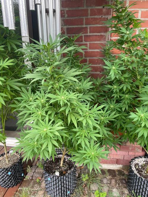 Summer Paradise Outdoor Grow Germany. Week 18 - 20260913, CBDRelax, Flower Day 25