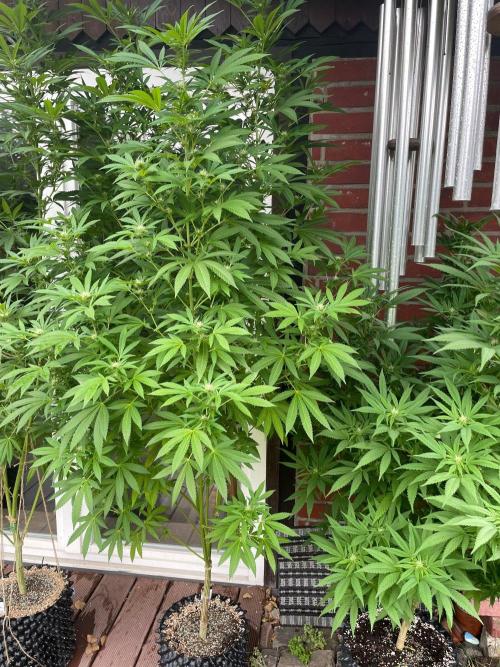 Summer Paradise Outdoor Grow Germany. Week 18 - 20260913, Mellowz, Flower Day 25