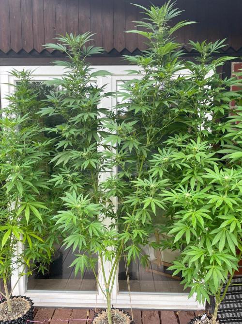 Summer Paradise Outdoor Grow Germany. Week 18 - 20260913, Runtz Carlton, Flower Day 25