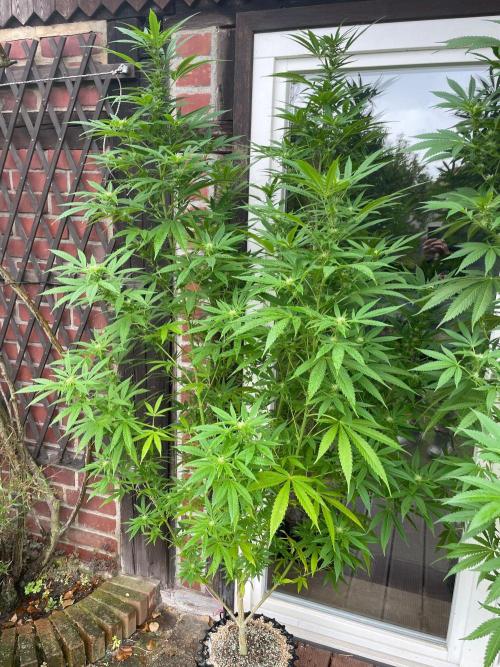 Summer Paradise Outdoor Grow Germany. Week 18 - 20260913, Tropical Fruit Cake, Flower Day 25