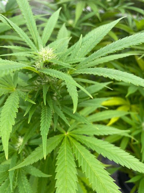 Summer Paradise Outdoor Grow Germany. Week 18 - 20260913; Mendocino Skunk, Flower Day 25