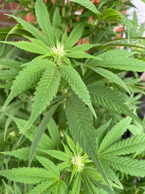 Summer Paradise Outdoor Grow Germany. Week 18 - 20260913, CBDelight, Flower Day 25