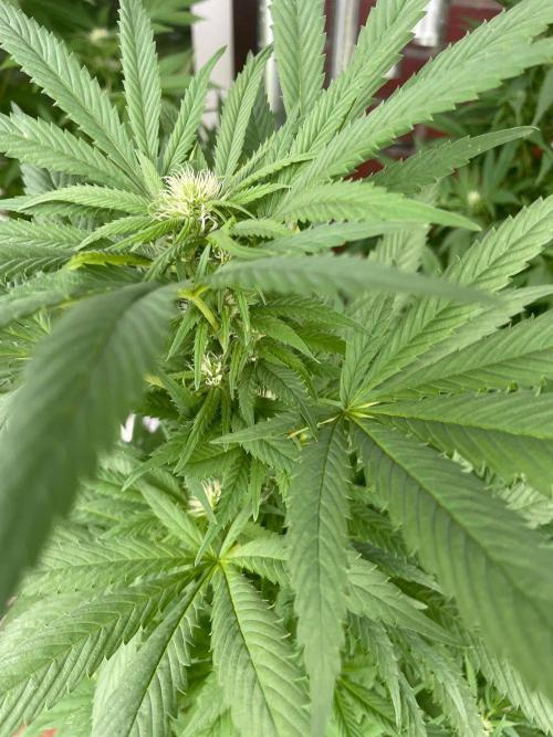 Summer Paradise Outdoor Grow Germany. Week 18 - 20260913, CBDRelax, Flower Day 25