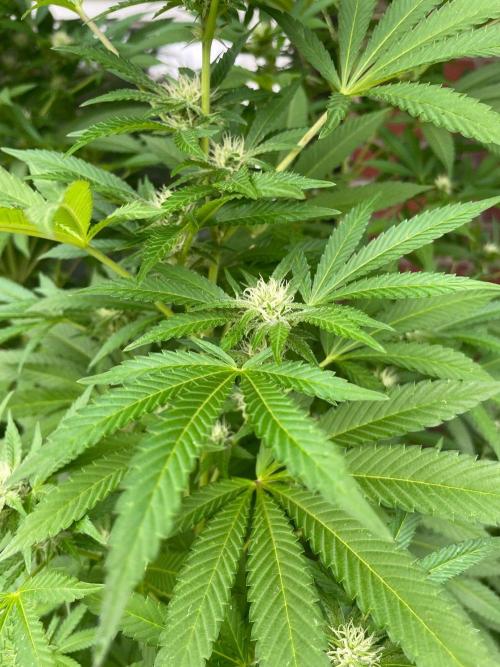 Summer Paradise Outdoor Grow Germany. Week 18 - 20260913, Mellowz, Flower Day 25