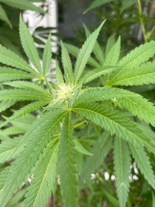 Summer Paradise Outdoor Grow Germany. Week 18 - 20260913, Runtz Carlton, Flower Day 25