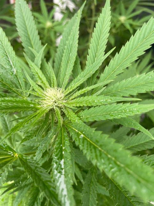 Summer Paradise Outdoor Grow Germany. Week 18 - 20260913, Tropical Fruit Cake, Flower Day 25