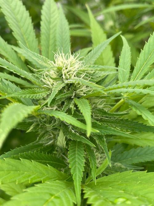 Summer Paradise Outdoor Grow Germany. Week 19 - 20260920, Mendocino Skunk, Flower Day 32