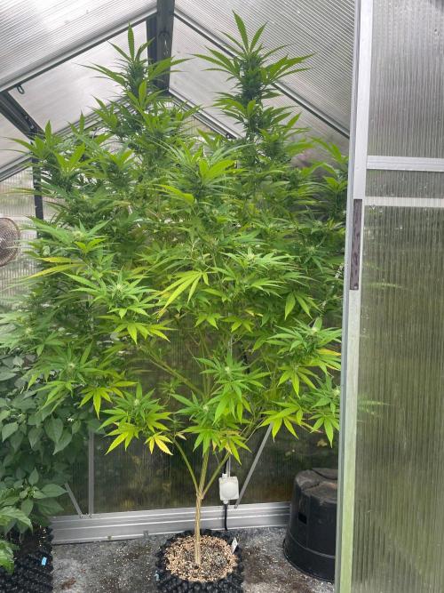 Summer Paradise Outdoor Grow Germany. Week 19 - 20260920, Mendocino Skunk, Flower Day 32